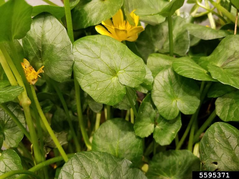 Lesser celandine